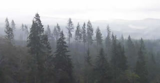 clatsop-state-forest