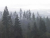 clatsop-state-forest